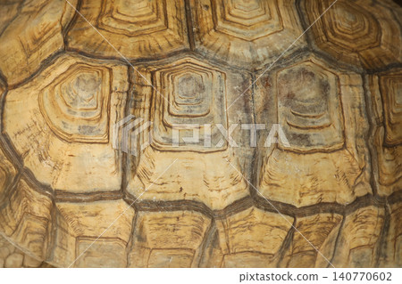 Close up of tortoise shell's intricate patterns Close up of tortoise shell's intricate patterns 140770602