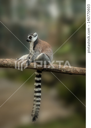 Ring-tailed lemur rests on a wooden branch in nature Ring-tailed lemur rests on a wooden branch in nature 140770603