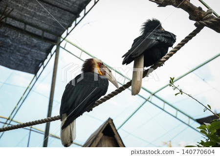 Two hornbills resting on a thick rope inside a spacious aviary Two hornbills resting on a thick rope inside a spacious aviary 140770604