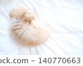 一隻玩具貴賓犬蜷縮著睡覺 140770663