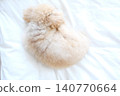 一隻玩具貴賓犬蜷縮著睡覺 140770664