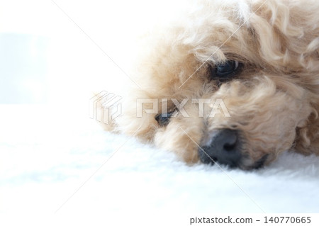 Close-up of a sleepy toy poodle Close-up of a sleepy toy poodle 140770665