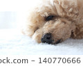 玩具貴賓犬放鬆 140770666