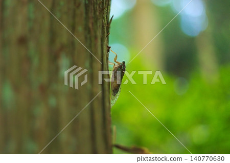 Cicadas, messengers of summer, perched on trees Cicadas, messengers of summer, perched on trees 140770680