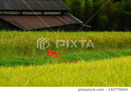 Rice field and Higanbana Rice field and Higanbana 140770694