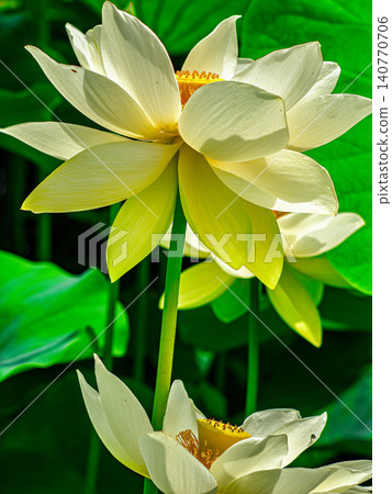 白蓮花 白蓮花 140770706