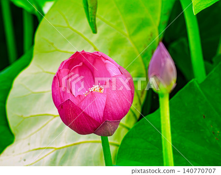 Lotus buds and blooming buds Lotus buds and blooming buds 140770707