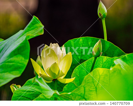 White Lotus Flower White Lotus Flower 140770709