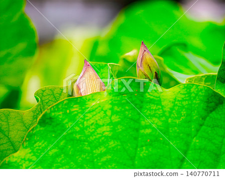 Lotus leaves and flower buds Lotus leaves and flower buds 140770711
