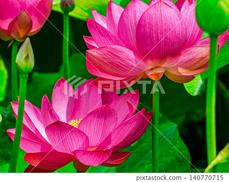 一朵美麗的蓮花 一朵美麗的蓮花 140770715