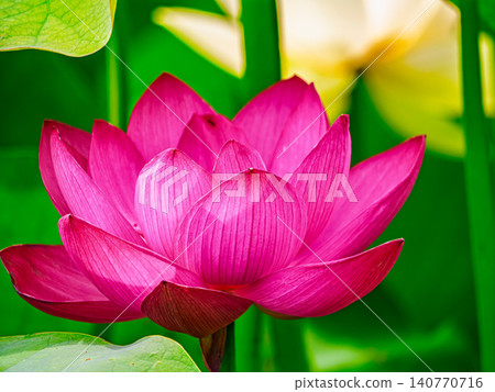 一朵美麗的蓮花 一朵美麗的蓮花 140770716
