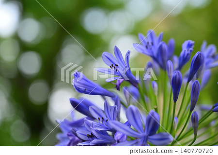 Blue Agapanthus Blue Agapanthus 140770720