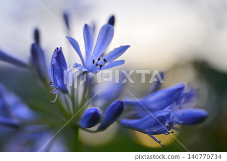 Blue Agapanthus 140770734