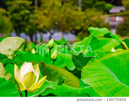 蓮花和嫩葉 蓮花和嫩葉 140770958