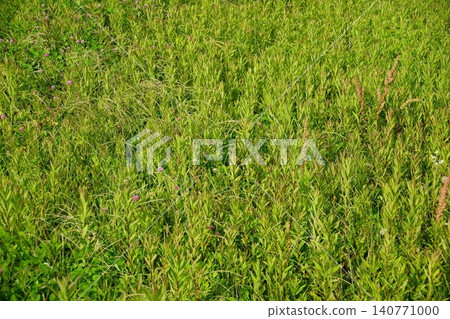 草 草 140771000