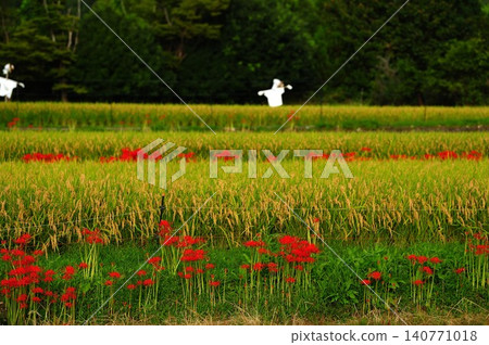 Rice paddies, scarecrows, and spider lilies 140771018