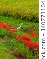 Rice paddies, herons, and spider lilies 140771104