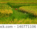 Rice field and Higanbana 140771106