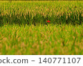 Rice field and Higanbana 140771107