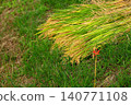 Rice plants and Higanbana 140771108