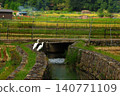 A heron in the irrigation ditch of the rice paddy. 140771109