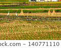 Herons in the rice fields 140771110