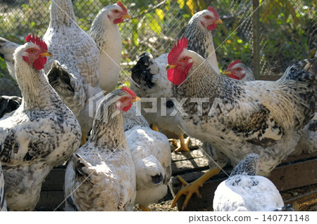 A group of roosters stands together in a pen on a sunny summer day. Poultry farming for sale. Chickens on a walk. Agriculture and animal husbandry A group of roosters stands together in a pen on a sunny summer day. Poultry farming for sale. Chickens on a walk. Agriculture and animal husbandry 140771148