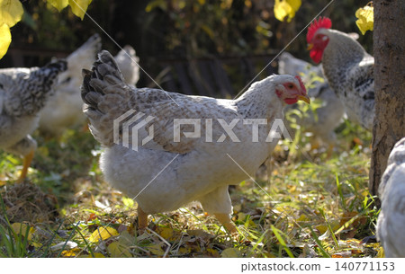 A group of fat domestic chickens are walking in a field with green grass and yellow fallen leaves. A fluffy chicken is looking for food in the farmyard. Animal husbandry 140771153