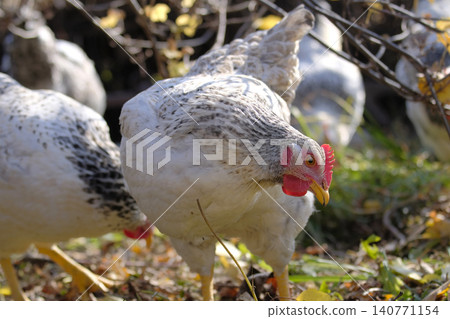 A close-up of a curious large chicken. A chicken walks in a field with other domestic birds. An organic eco-farm. Breeding chickens for sale. Dietary poultry meat A close-up of a curious large chicken. A chicken walks in a field with other domestic birds. An organic eco-farm. Breeding chickens for sale. Dietary poultry meat 140771154