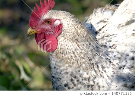 Close-up of a fat cockerel on a walk. A chicken in white and gray plumage, with a red crest and a yellow beak. Village life. Agriculture and animal husbandry Close-up of a fat cockerel on a walk. A chicken in white and gray plumage, with a red crest and a yellow beak. Village life. Agriculture and animal husbandry 140771155