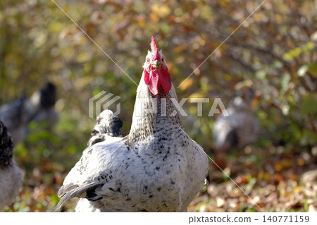 A funny cockerel on a walk is looking directly into the camera. Large poultry. Breeding chickens. Agricultural industry. Chicken meat and eggs for sale. Village life. Animal husbandry A funny cockerel on a walk is looking directly into the camera. Large poultry. Breeding chickens. Agricultural industry. Chicken meat and eggs for sale. Village life. Animal husbandry 140771159