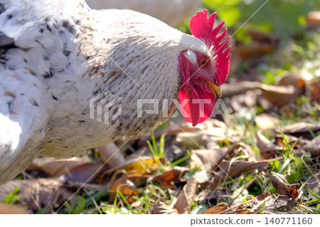 Close-up of a white fluffy fat cockerel in the rays of the warm sun. The chicken is picking at the ground. Breeding chickens. Animal husbandry. An eco-farm. Poultry meat and eggs for sale Close-up of a white fluffy fat cockerel in the rays of the warm sun. The chicken is picking at the ground. Breeding chickens. Animal husbandry. An eco-farm. Poultry meat and eggs for sale 140771160