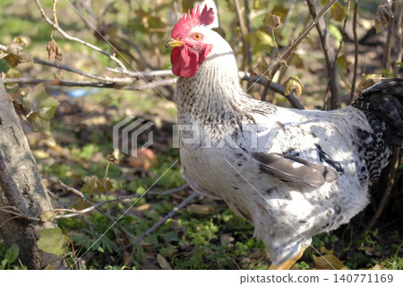Portrait of a large rooster in the sunlight in a farmyard. A serious white chicken with a red comb stands on the green grass. Animal husbandry. Village life Portrait of a large rooster in the sunlight in a farmyard. A serious white chicken with a red comb stands on the green grass. Animal husbandry. Village life 140771169