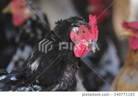 Close-up of a shaggy black cock with a red comb and earrings. Breeding chickens. Agriculture and animal husbandry. Portrait of a chicken. Poultry farm Close-up of a shaggy black cock with a red comb and earrings. Breeding chickens. Agriculture and animal husbandry. Portrait of a chicken. Poultry farm 140771185