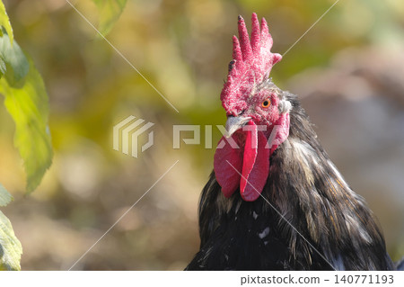 Agricultural industry. Poultry breeding. A close-up of an adult handsome handsome black cock with a red comb and a confident look. The concept of peace and tranquility Agricultural industry. Poultry breeding. A close-up of an adult handsome handsome black cock with a red comb and a confident look. The concept of peace and tranquility 140771193