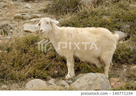 A funny cute white fluffy goat stands on a rocky field overgrown with grass and weeds. Goat meat, wool and milk for sale. Animal husbandry and agriculture. Village life A funny cute white fluffy goat stands on a rocky field overgrown with grass and weeds. Goat meat, wool and milk for sale. Animal husbandry and agriculture. Village life 140771194