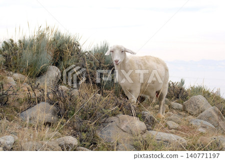 A carefree white goat stands on a rocky hillside. Grazing of livestock. A farm animal. Animal husbandry and agriculture. Goat meat for sale A carefree white goat stands on a rocky hillside. Grazing of livestock. A farm animal. Animal husbandry and agriculture. Goat meat for sale 140771197