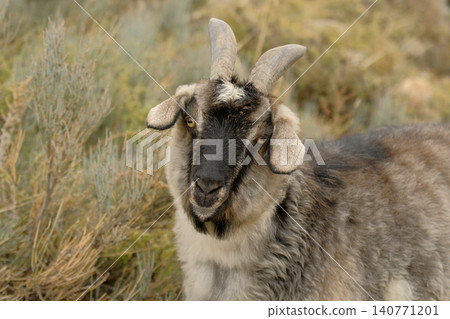 A curious horned goat with yellow eyes tilts its head to the side and stares intently at the camera. Grazing livestock in a grassy meadow. Animal husbandry. Goat meat for sale A curious horned goat with yellow eyes tilts its head to the side and stares intently at the camera. Grazing livestock in a grassy meadow. Animal husbandry. Goat meat for sale 140771201