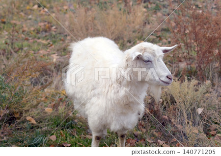 A white fluffy goat stands in an autumn field overgrown with grass and weeds. The goat looks to the right. Animal husbandry and agriculture. Breeding goats for the sale of meat, wool and milk A white fluffy goat stands in an autumn field overgrown with grass and weeds. The goat looks to the right. Animal husbandry and agriculture. Breeding goats for the sale of meat, wool and milk 140771205