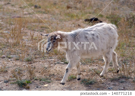 A funny kid walks around the field in search of food. A goat grazes in a field overgrown with dry grass. Grazing of livestock. Animal husbandry 140771218