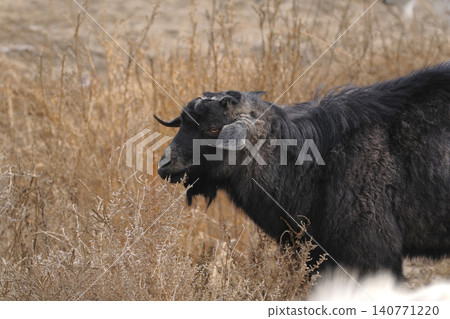 A lone black goat grazes in a field of dry grass. Goat meat and wool for sale. Goat breeding. Agriculture and animal husbandry A lone black goat grazes in a field of dry grass. Goat meat and wool for sale. Goat breeding. Agriculture and animal husbandry 140771220