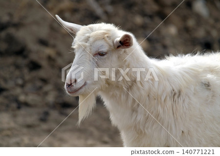 A cute funny white goat with a beard is grazing in a field. Porter goats, close-up. Goat breeding. Agriculture and animal husbandry. Village life A cute funny white goat with a beard is grazing in a field. Porter goats, close-up. Goat breeding. Agriculture and animal husbandry. Village life 140771221