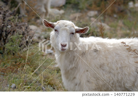 A curious white goat with a pink nose stands in a grassy meadow. Breeding goats for the sale of meat, wool and milk. Agriculture and animal husbandry A curious white goat with a pink nose stands in a grassy meadow. Breeding goats for the sale of meat, wool and milk. Agriculture and animal husbandry 140771229