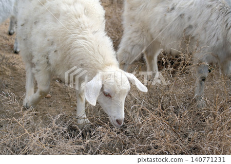 A white fluffy goat grazes in a field with dry grass. Agriculture and animal husbandry. Village life. Goat breeding. Sale of goat meat and wool A white fluffy goat grazes in a field with dry grass. Agriculture and animal husbandry. Village life. Goat breeding. Sale of goat meat and wool 140771231