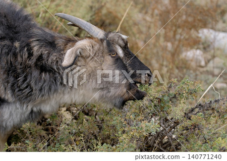 A hungry woolly horned goat nibbles green leaves from a bush. Grazing of livestock. Agriculture and animal husbandry. Village life. Goat meat for sale A hungry woolly horned goat nibbles green leaves from a bush. Grazing of livestock. Agriculture and animal husbandry. Village life. Goat meat for sale 140771240