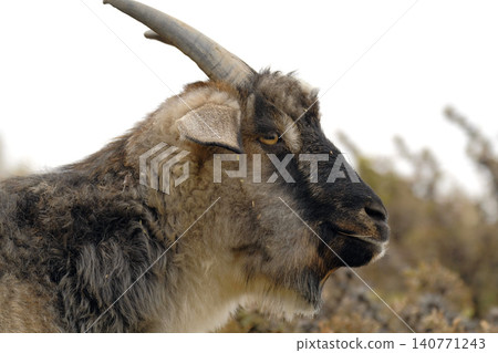 Close-up of a goat with horns standing in profile in a field. Goat breeding. Goat meat for sale. Agriculture and animal husbandry Close-up of a goat with horns standing in profile in a field. Goat breeding. Goat meat for sale. Agriculture and animal husbandry 140771243