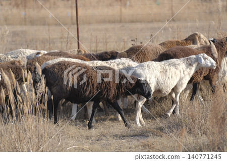A flock of sheep is grazing in a field. Sheep are of different colors, including brown and white. Agriculture and animal husbandry. Breeding sheep for sale. Mutton meat A flock of sheep is grazing in a field. Sheep are of different colors, including brown and white. Agriculture and animal husbandry. Breeding sheep for sale. Mutton meat 140771245