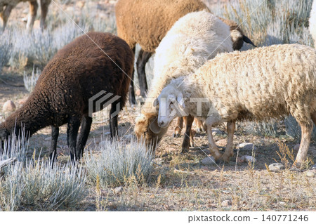 A group of sheep graze in a field on a sunny, warm day. Village life. Sheep breeding. Sheep are of different colors, including brown, beige and white. The scene is peaceful and calm A group of sheep graze in a field on a sunny, warm day. Village life. Sheep breeding. Sheep are of different colors, including brown, beige and white. The scene is peaceful and calm 140771246