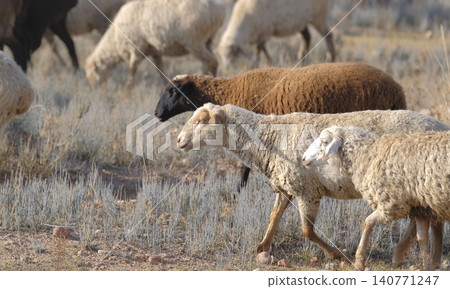 A flock of sheep on a walk in the arid region of Central Asia. Fluffy sheep are cropping grass in a farmer's field. An eco-farm. Village life. The scene is peaceful and serene A flock of sheep on a walk in the arid region of Central Asia. Fluffy sheep are cropping grass in a farmer's field. An eco-farm. Village life. The scene is peaceful and serene 140771247