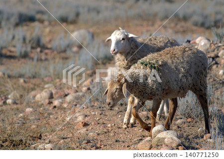 Two cute shaggy sheep are walking in a field with rocky soil. Walking livestock. Agriculture and animal husbandry. The sheep are white and brown Two cute shaggy sheep are walking in a field with rocky soil. Walking livestock. Agriculture and animal husbandry. The sheep are white and brown 140771250